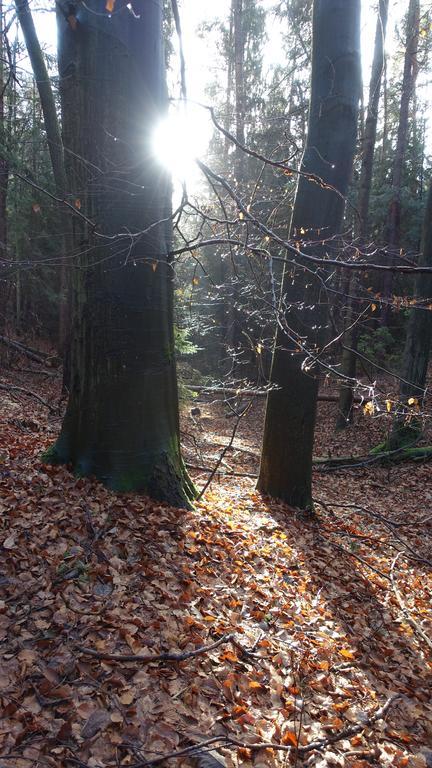 شقة Cafe Landart Im Thueringer Finistere Plaue  المظهر الخارجي الصورة